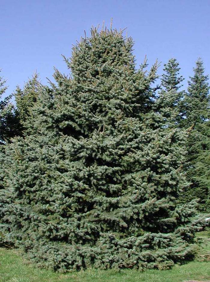 Picea pungens