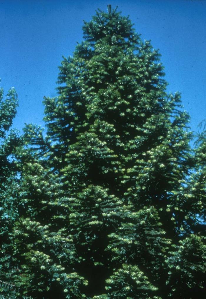 Plant photo of: Araucaria bidwillii