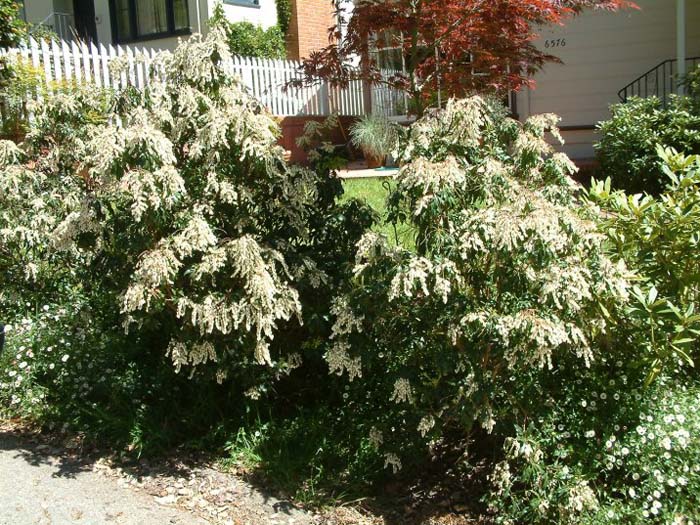 Plant photo of: Pieris japonica