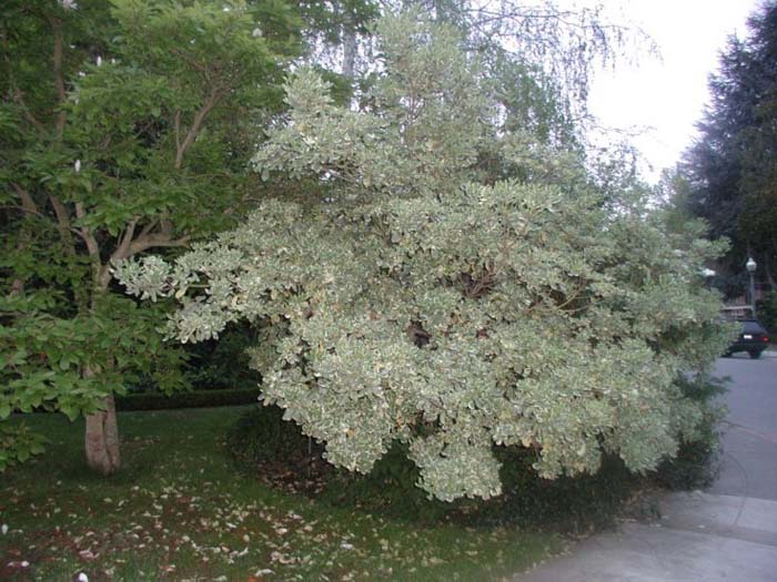 Plant photo of: Pittosporum tobira 'Variegata'