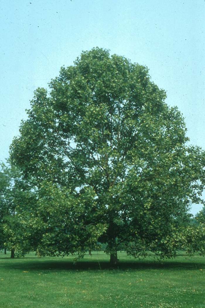 Plant photo of: Platanus occidentalis