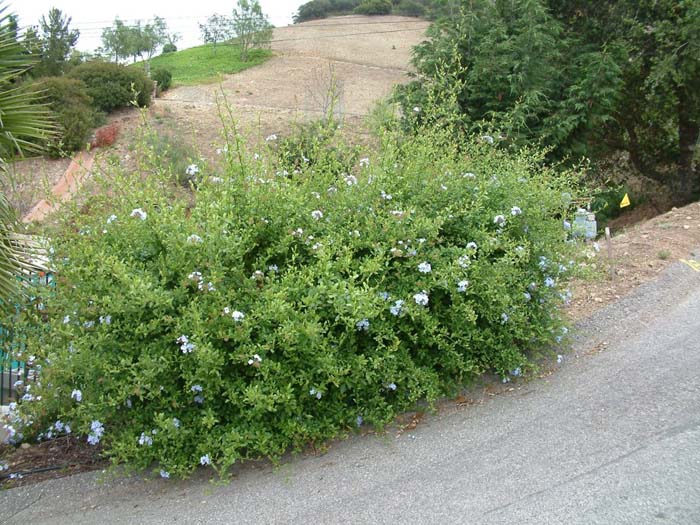 Plant photo of: Plumbago auriculata