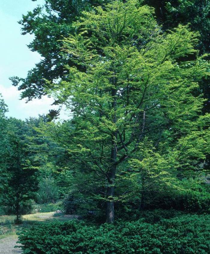 Taxodium distichum