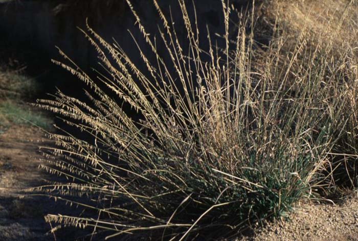 Plant photo of: Bouteloua curtipendula