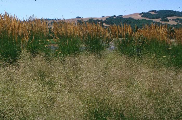 Plant photo of: Deschampsia caespitosa