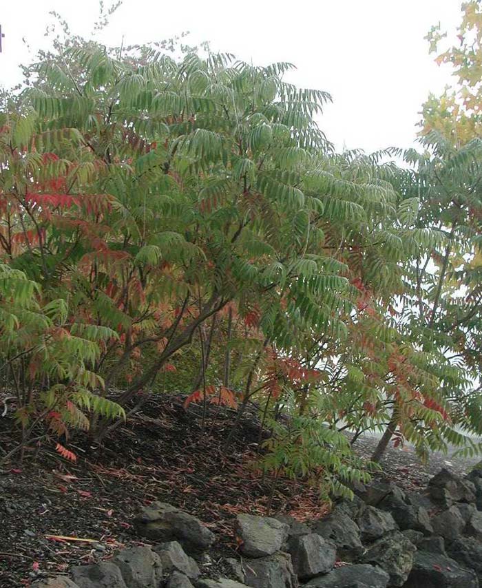 Plant photo of: Rhus typhina 'Laciniata'