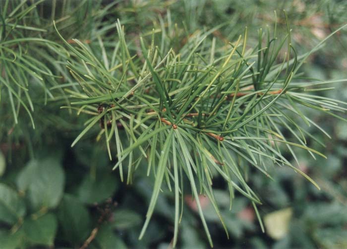 Umbrella Pine, Parasol Pine