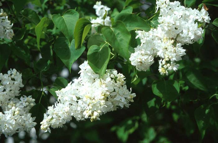 Common Lilac