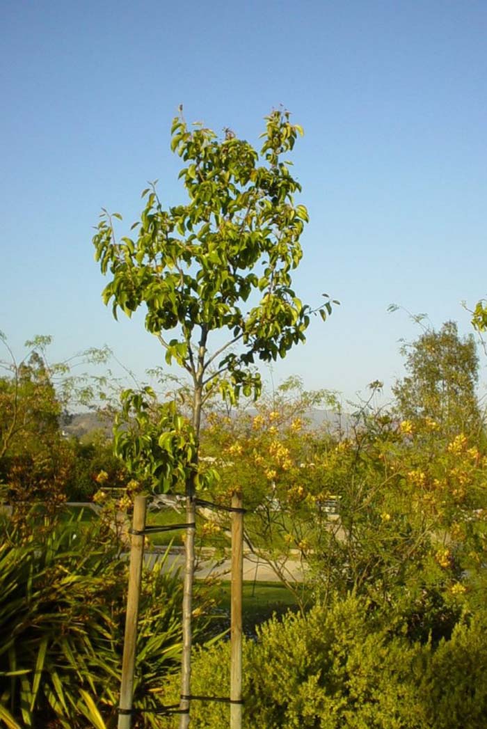 Capital Callery Pear