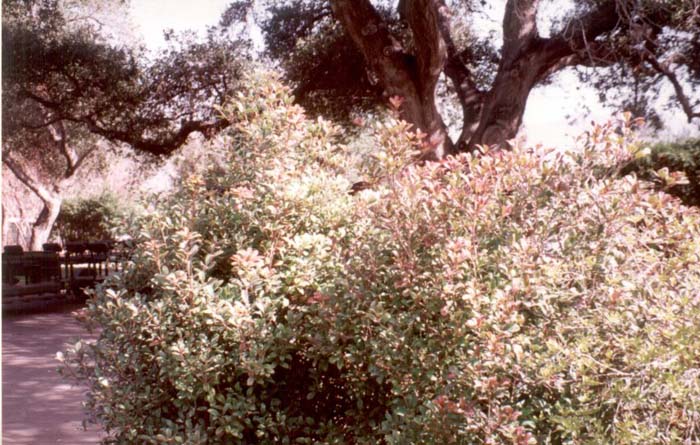 Glossy Ternstroemia