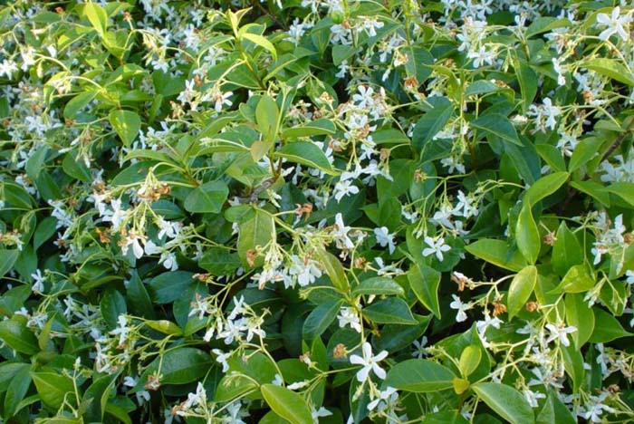 Star Jasmine, Confederate Jasmine