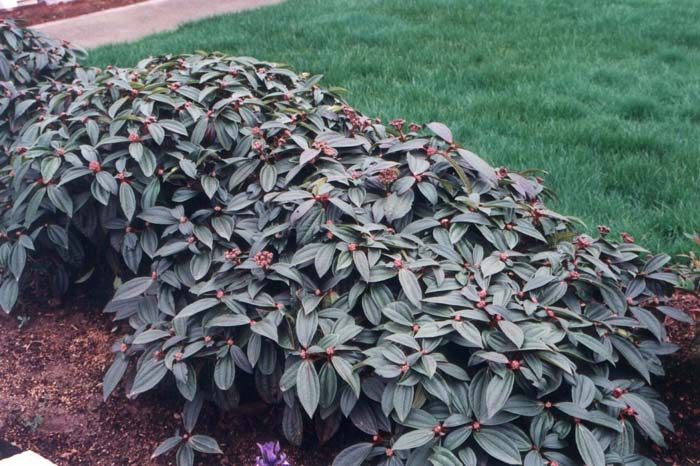 Plant photo of: Viburnum davidii