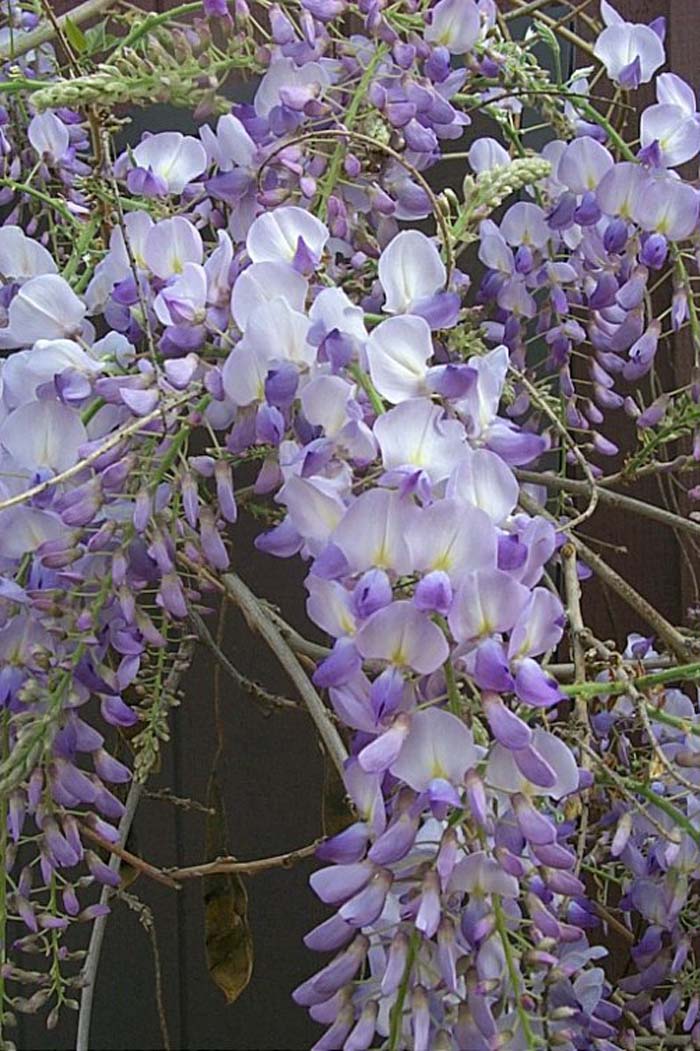 Wisteria sinensis