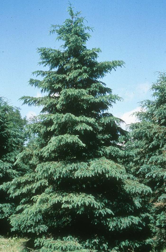 Picea glauca