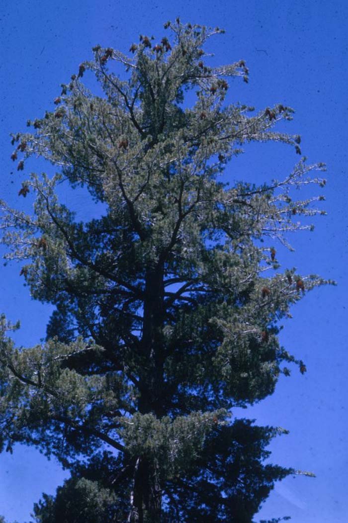 Pinus lambertiana