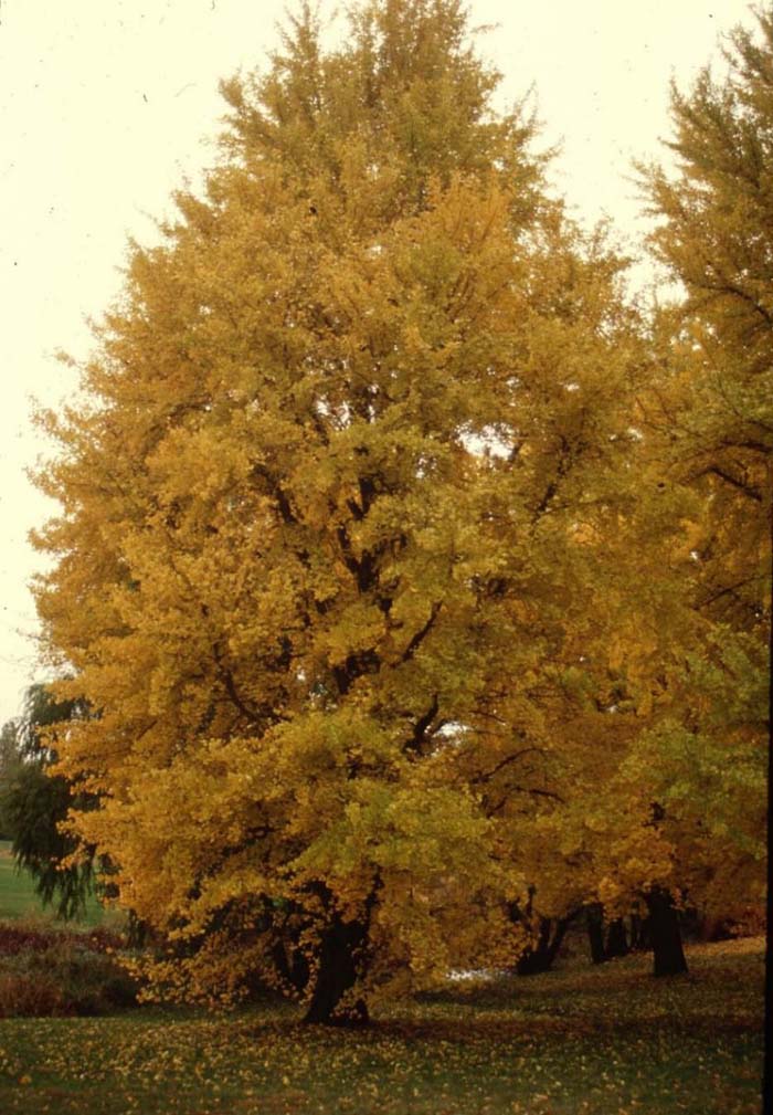 Ginkgo biloba 'Autumn Gold'