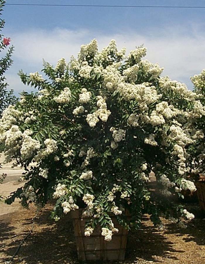 Lagerstroemia 'Natchez'