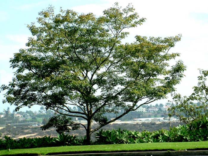 Plant photo of: Tabebuia impetiginosa