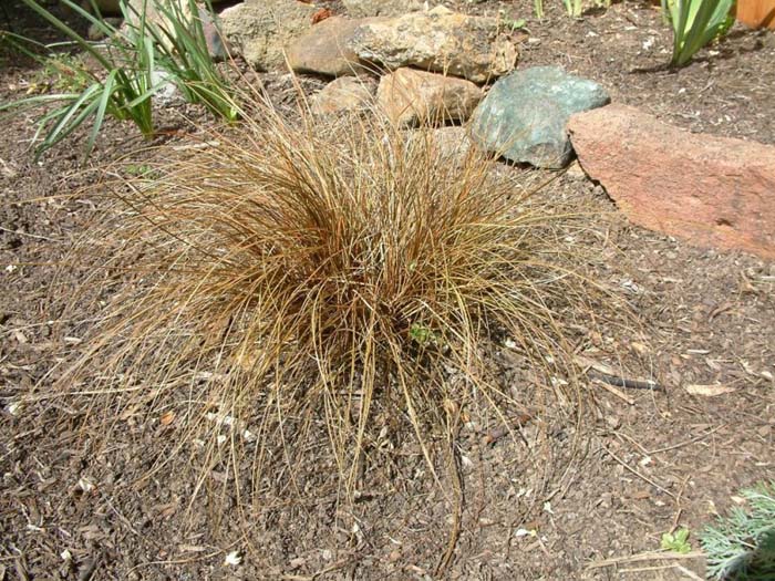 Plant photo of: Carex buchananii