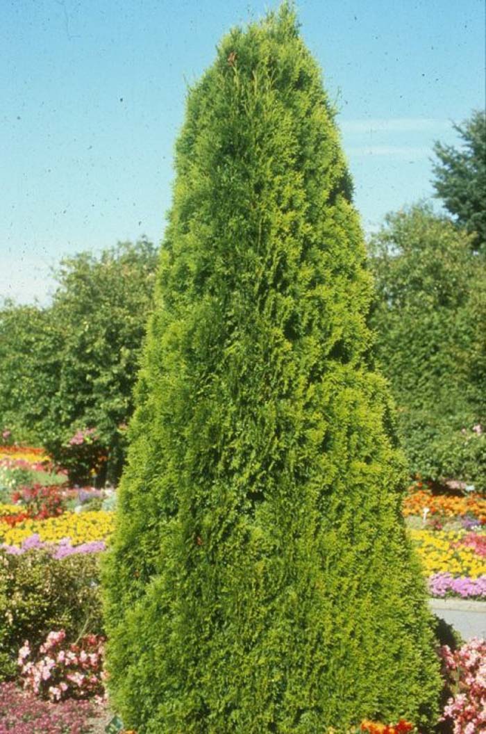 Thuja occidentalis 'Smaragd'