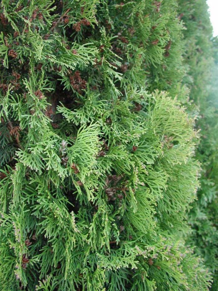 Thuja occidentalis