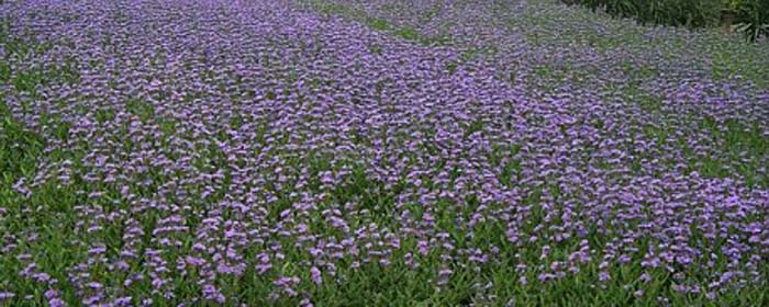 Plant photo of: Caryopteris X clandonensis