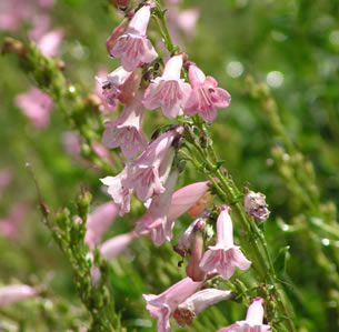 Sandy Soil Plants