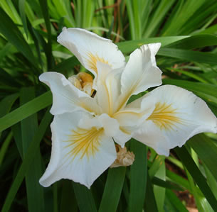 California Native Plants