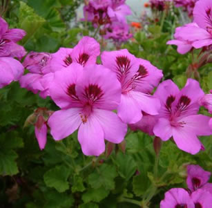 Cut Flowers