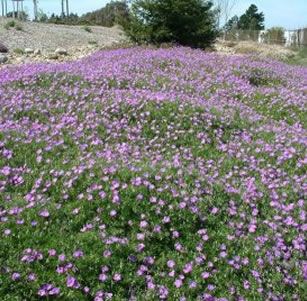 Ground Covers