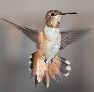 Attracts Hummingbirds