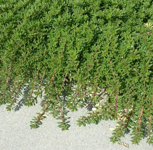 Native Ground Covers