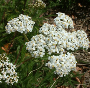 Native Perennials