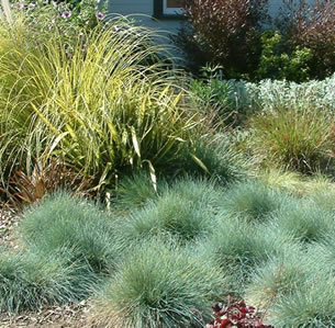 Ornamental Grasses & Clumping Plants