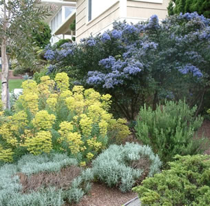 Shrub Borders