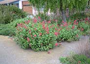 Jupiter's Beard, Red Valerian