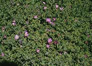 Purple Ice Plant