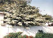 Forest Hills Pyracantha