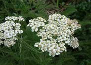 Common Yarrow, Milfoil