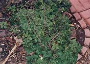 Lemon Balm