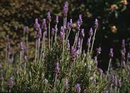 French Lavender, Toothed Lavender