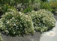 Hybrid White Rockrose