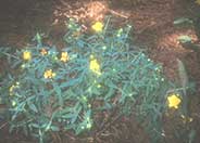 Sunburst Hypericum