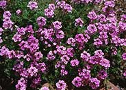 Verbena