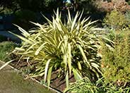 New Zealand Flax