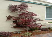 Ribbonleaf Japanese Maple