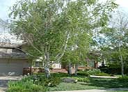 White Birch, European White Birch