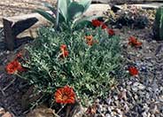 Clumping Gazania, Treasure Flower