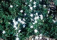 South African Jasmine