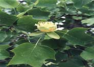 Tulip Tree, Tulip Poplar, Whitewood